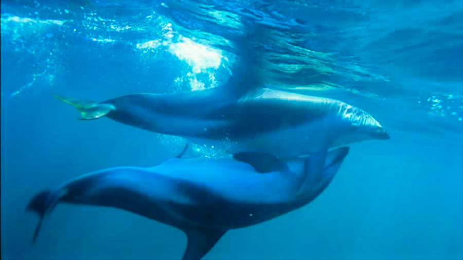 Delfines hembras pueden sentir placer sexual, aseguran científicas