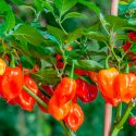 Síntesis de compuestos análogos a la capsaicina, el compuesto picante del chile (Capsicum annum)
