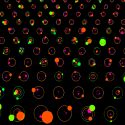 La IA descubre dos exoplanetas que los astrónomos no podían ver