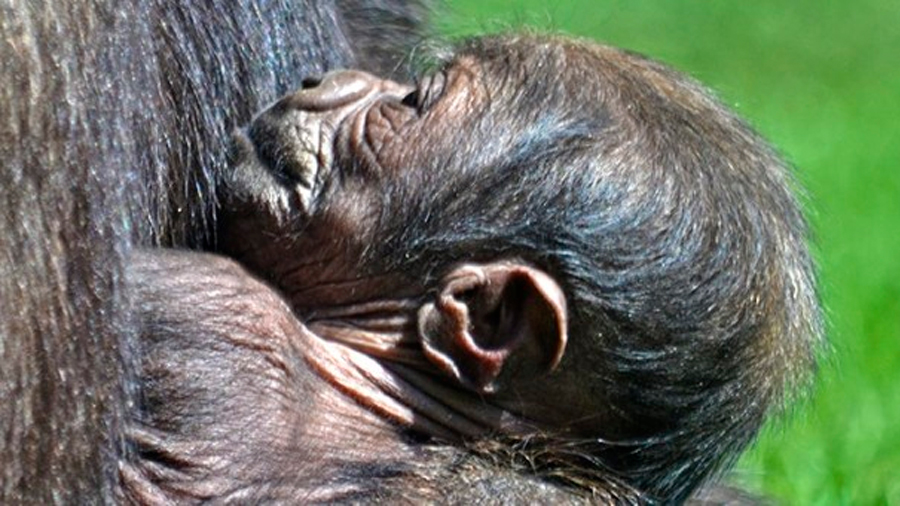Nace en Valencia una cría de gorila occidental en peligro crítico de extinción