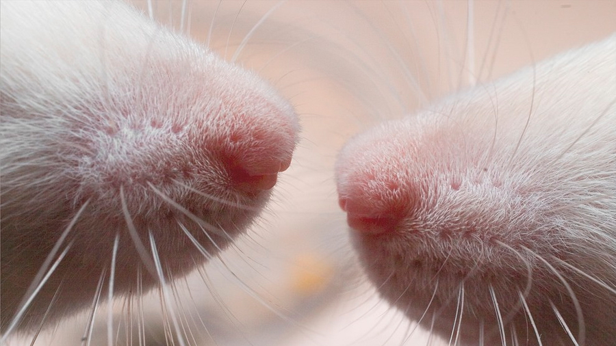 Identifican 'neuronas espejo' en ratas que se activan al observar el dolor experimentado por otros