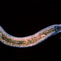 Descubren el gen que permite a los gusanos regenerar sus cuerpos, también presente en humanos