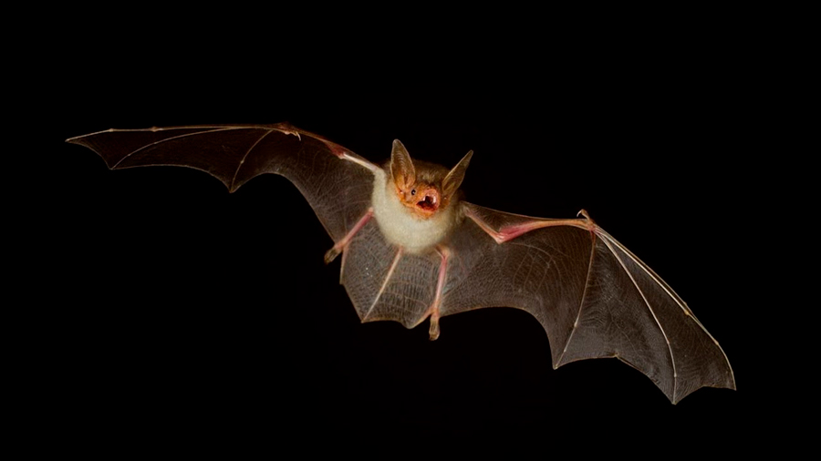 Murciélagos al volar aplican las leyes de la física de sonares