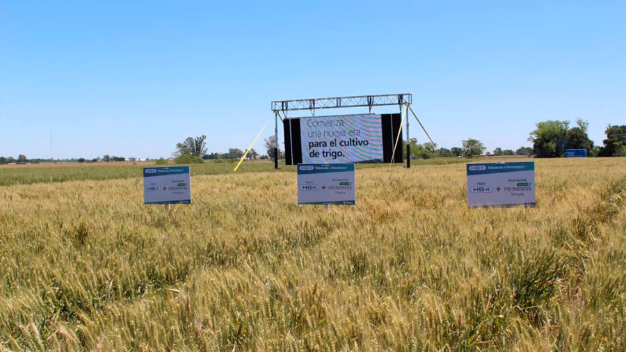 Argentina cerca de aprobar primer trigo transgénico del mundo