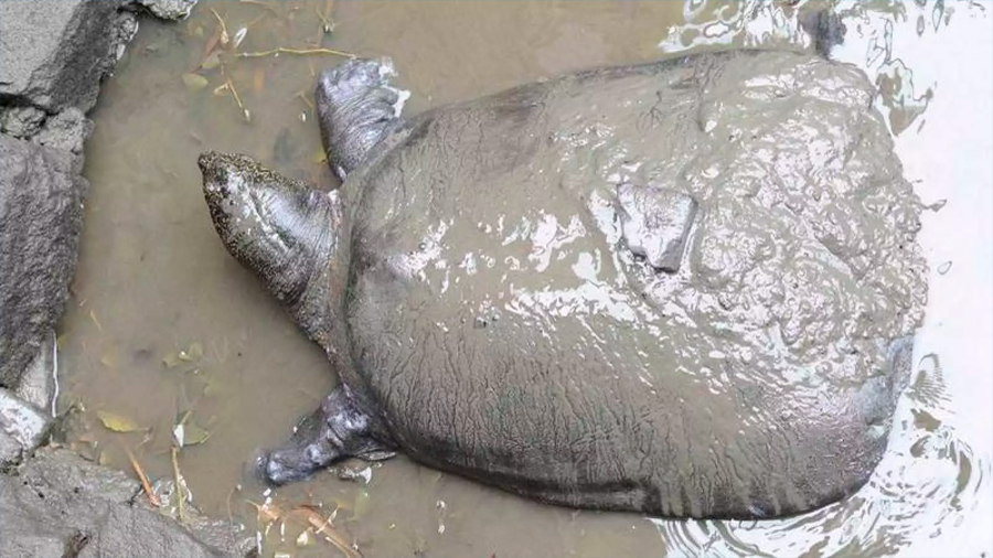 Muere la última tortuga hembra de caparazón blando de especie en peligro de extinción