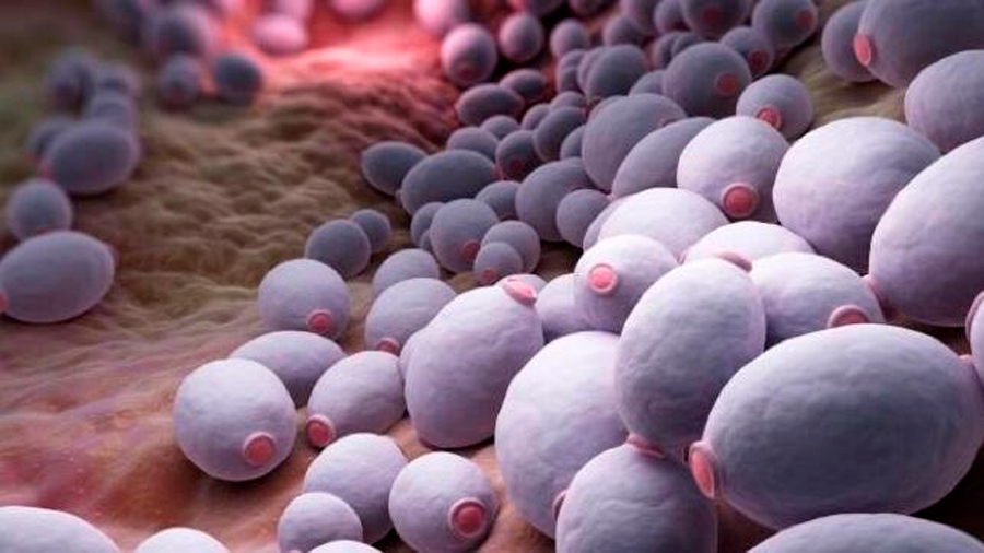 'Candida auris', así es el hongo resistente a los medicamentos capaz de matar en 90 días