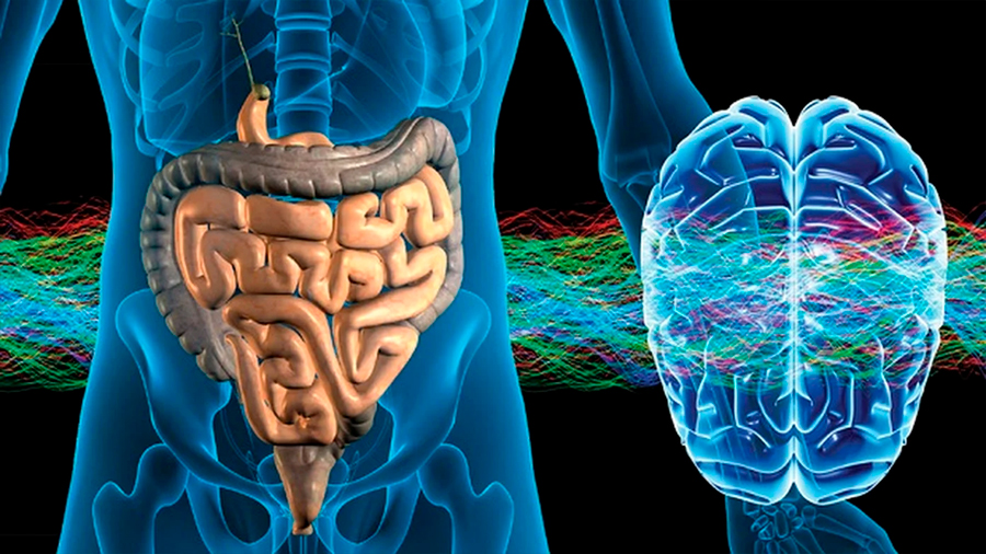 Investigadores descubren un vínculo crucial entre las células madre del cerebro y del intestino