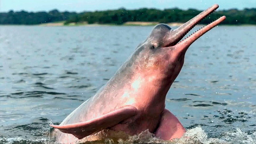 Científicos registran conversaciones del misterioso y “solitario” delfín brasileño de río