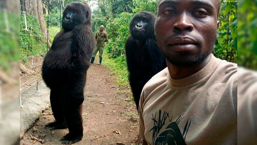 Dos gorilas rescatadas “posan” para una foto con sus protectores en Congo