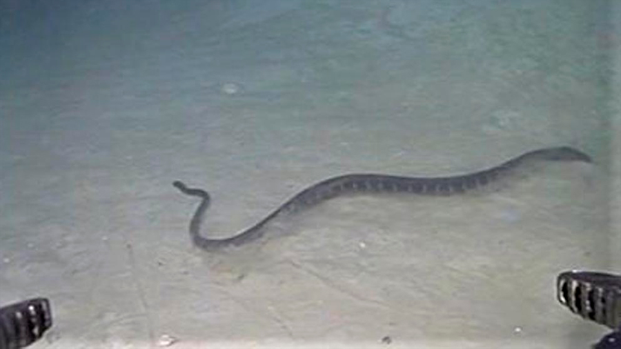Las serpientes marinas baten un nuevo récord de profundidad: 240 metros