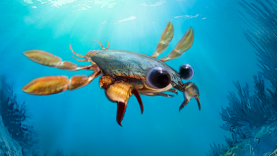 Fósiles desconcertantes obligan a repensar la definición de cangrejo