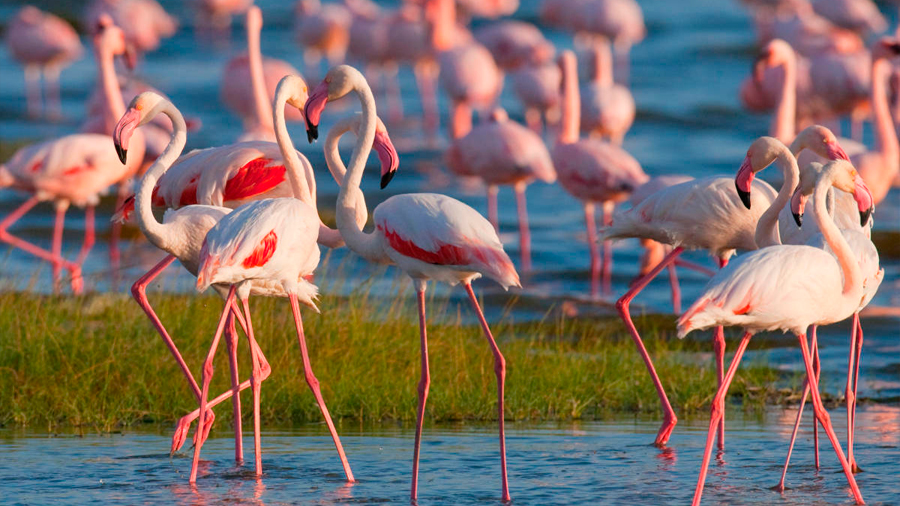 Kenia alerta "muerte" del lago Nakuru, famoso por sus flamencos rosados, debido a la contaminación