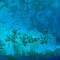 Enigmáticos halos de arena indican la salud de los arrecifes de coral