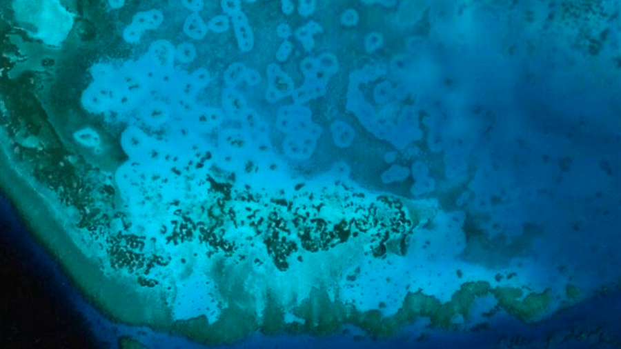 Enigmáticos halos de arena indican la salud de los arrecifes de coral