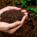 Revolucionaria ley permite convertir cadáveres humanos en abono