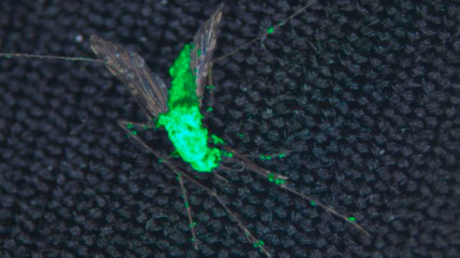 Un hongo transgénico mata rápidamente a mosquitos de la malaria