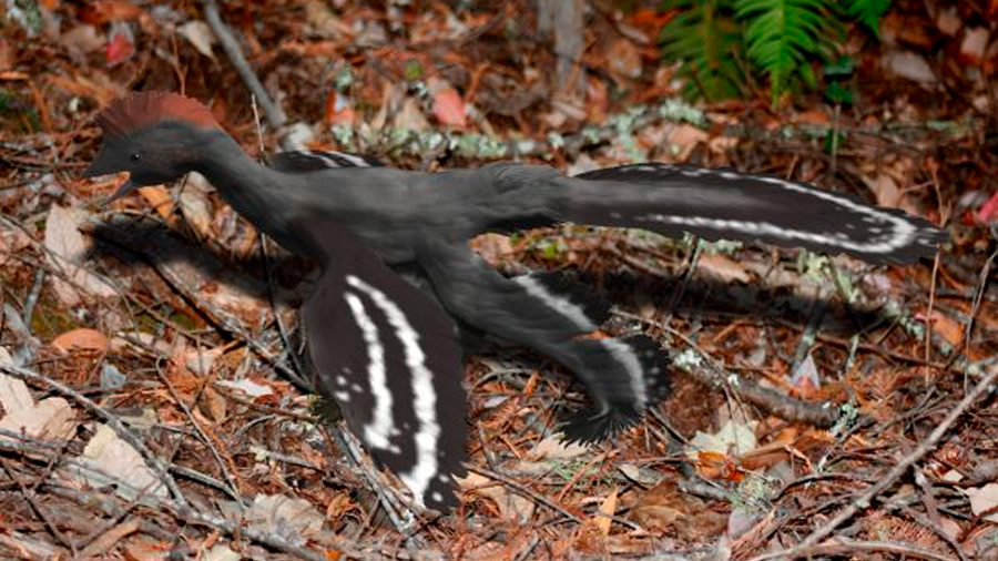 Dinosaurios aletearon al correr, antes de poder volar: estudio
