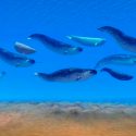 Las ballenas árticas narvales están prosperando a pesar de tener baja diversidad genética