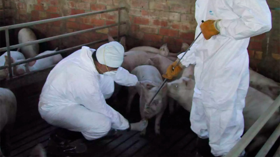 'Ébola porcino' comenzó con pocos cerdos muertos en China y ahora afecta toda la cadena alimentaria mundial