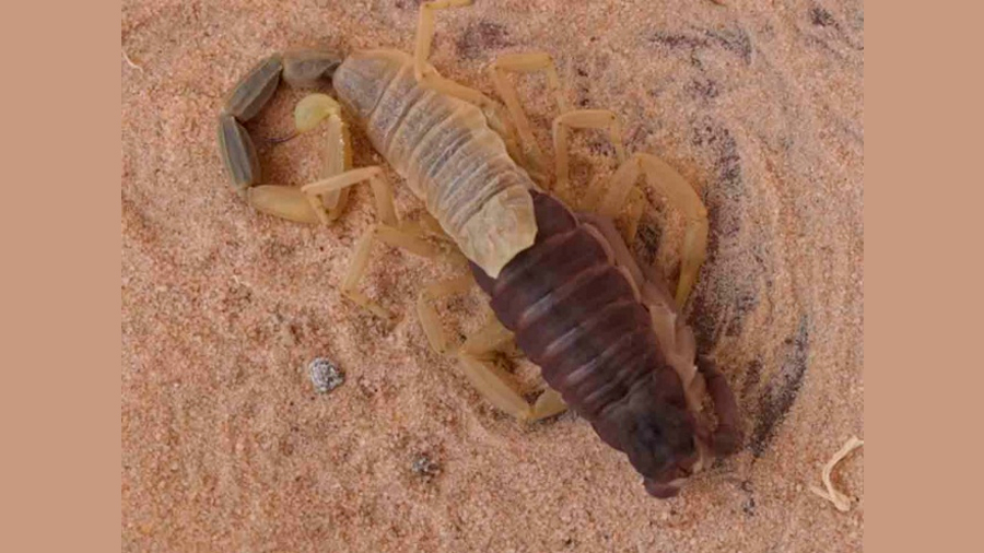 Singular video muestra como un escorpión 'muda' su caparazón