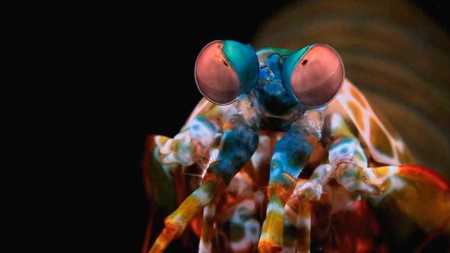 Cámara crustácea: un artefacto imita la asombrosa visión de la gamba mantis