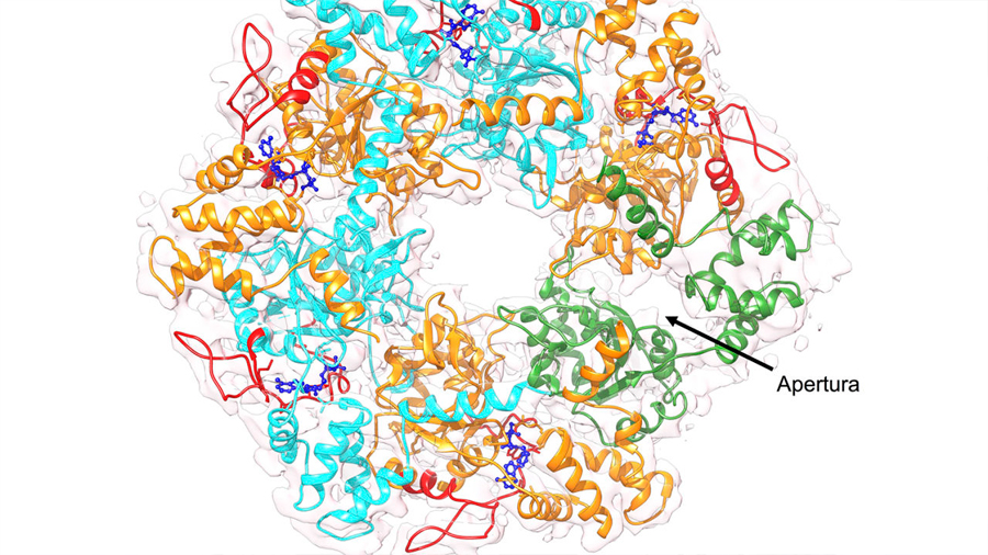 Descubren el mecanismo de acción del 'motor energético' de una proteína crucial en el cáncer
