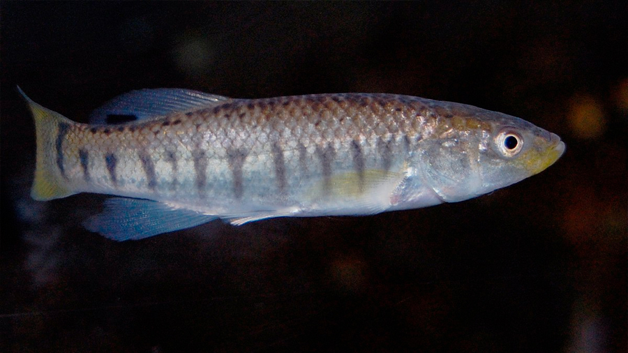 Pequeño pez toma prestados genes de sus parientes para sobrevivir a la contaminación