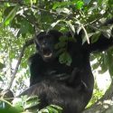 Logran grabar a jefe alfa chimpancé que acunó a bebé hembra de 20 días en lugar de matarla