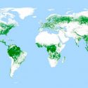 Un satélite alemán produce un mapa global de bosques a resolución de 50 metros