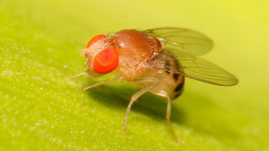 Bajo la influencia del alcohol, las moscas también son sexualmente parecidas a los humanos