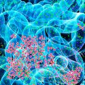 Ensayo controlado aleatorio de trasplante fecal para la obesidad muestra un progreso potencial