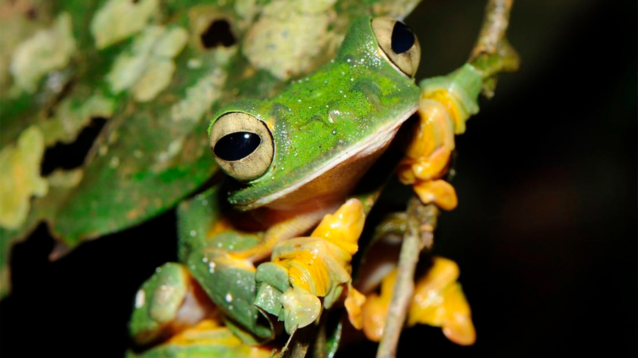 Mil especies más de anfibios podrían estar en peligro de extinción