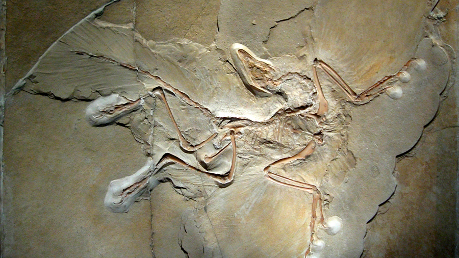 Hallan vestigios de una segunda especie de ave de la época del Jurásico