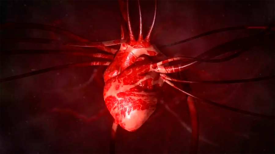Investigadores chilenos descubren estructura celular clave para la reparación del corazón