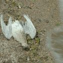 El "suicidio" de los cucuvíes: cientos de aves aparecen muertas cada año y aún se ignora el por qué