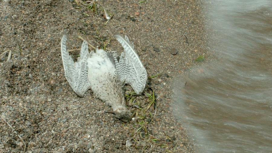 El "suicidio" de los cucuvíes: cientos de aves aparecen muertas cada año y aún se ignora el por qué