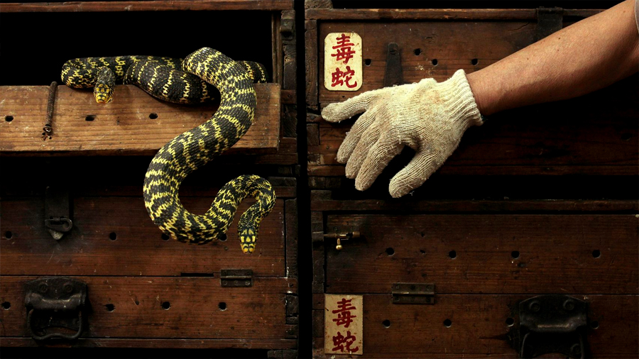 400 personas mueren cada día por la mordedura de serpientes venenosas