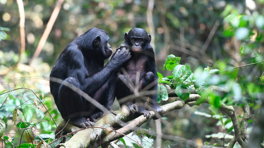 Las bonobas se alían con sus hijos para encontrarles pareja