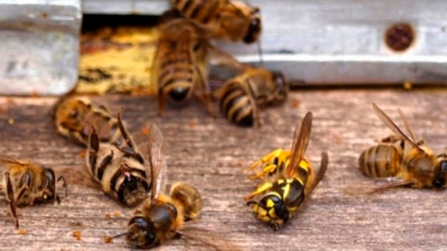 Advierten sobre extinción de especies de abejas en México