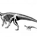 Hallazgo único. Un dinosaurio cuadrúpedo que se hacía bípedo de adulto