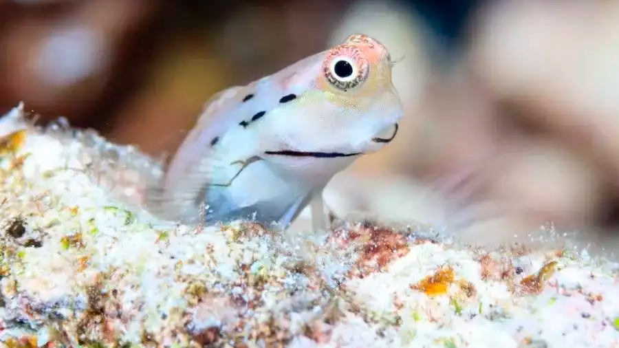 La supervivencia de los arrecifes de coral depende de los peces más diminutos del mundo