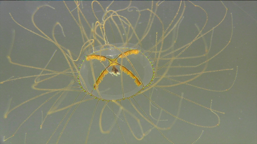 Brotes de pequeñas medusas venenosas se extienden por el mundo