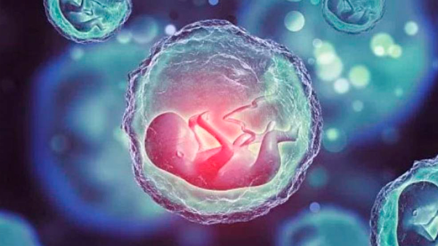 Hallan cómo crear embriones humanos sin necesidad de espermas u óvulos