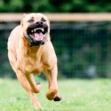 Investigadores identifican cuáles son los perros más peligrosos para los niños