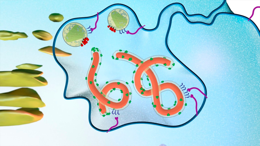 Desarrollan anticuerpos que bloquean una de las vías de entrada del ébola en células humana