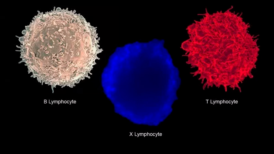 Descubren una nueva célula inmune vinculada a la diabetes tipo 1