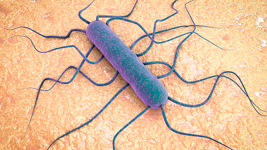 Investigadores de la UNAM Patentan proteína capaz de frenar a la bacteria que causa la listeriosis