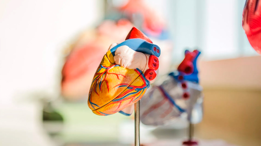 Científicos identifican mini-proteínas desconocidas en el corazón