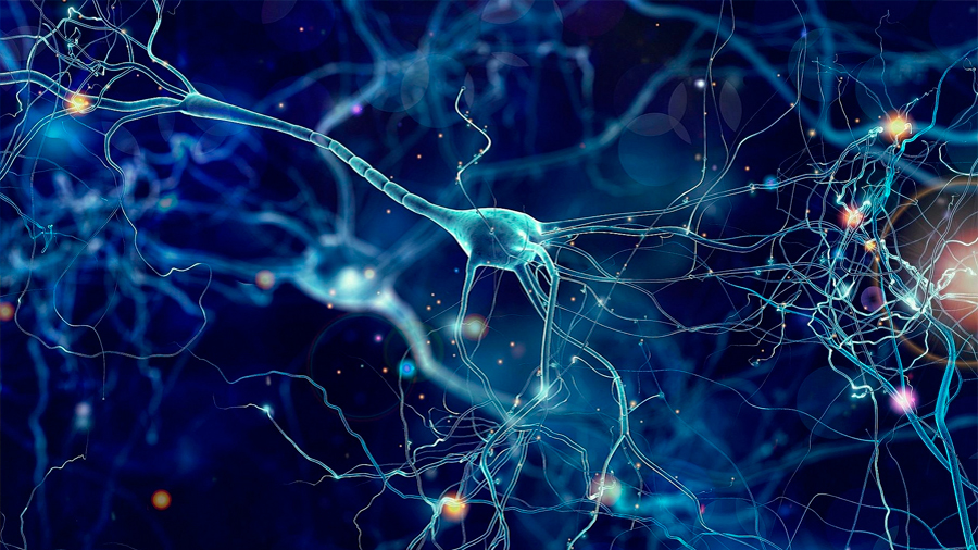 Las neuronas también transmiten información genética