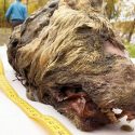 Hallan en Siberia impresionante cabeza de un lobo gigante de más de 30 mil años con colmillos y el cerebro intactos